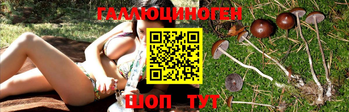 Псилоцибиновые грибы GOLDEN TEACHER Россия